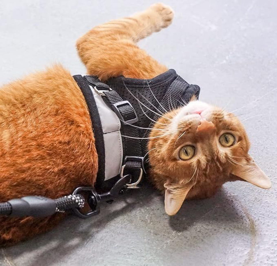 SET DE ARNÉS Y CORREA PARA MASCOTAS